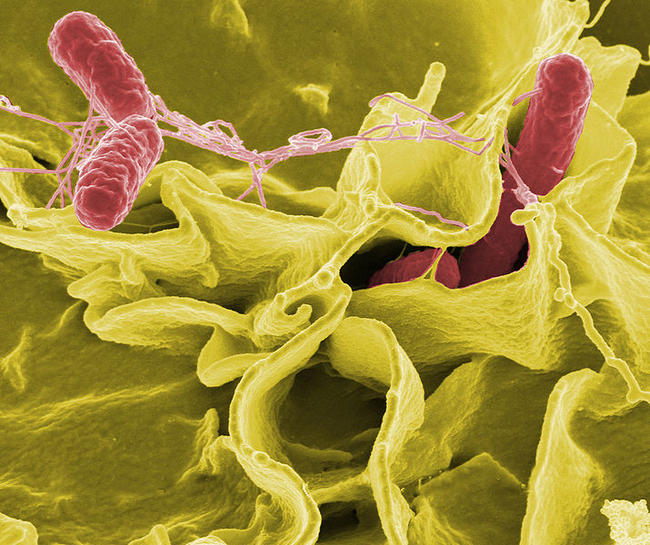 Salmonella typhimurium - bakteria chorobotówrcza