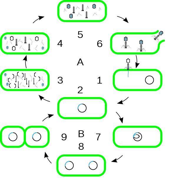 Schemat porównujący cykl lityczny (A) z cyklem lizogenicznym (B)