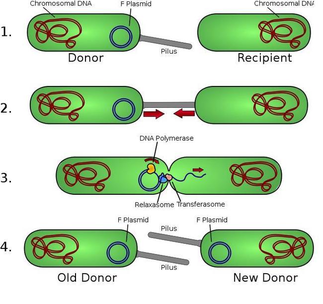 Koniugacja bakterii